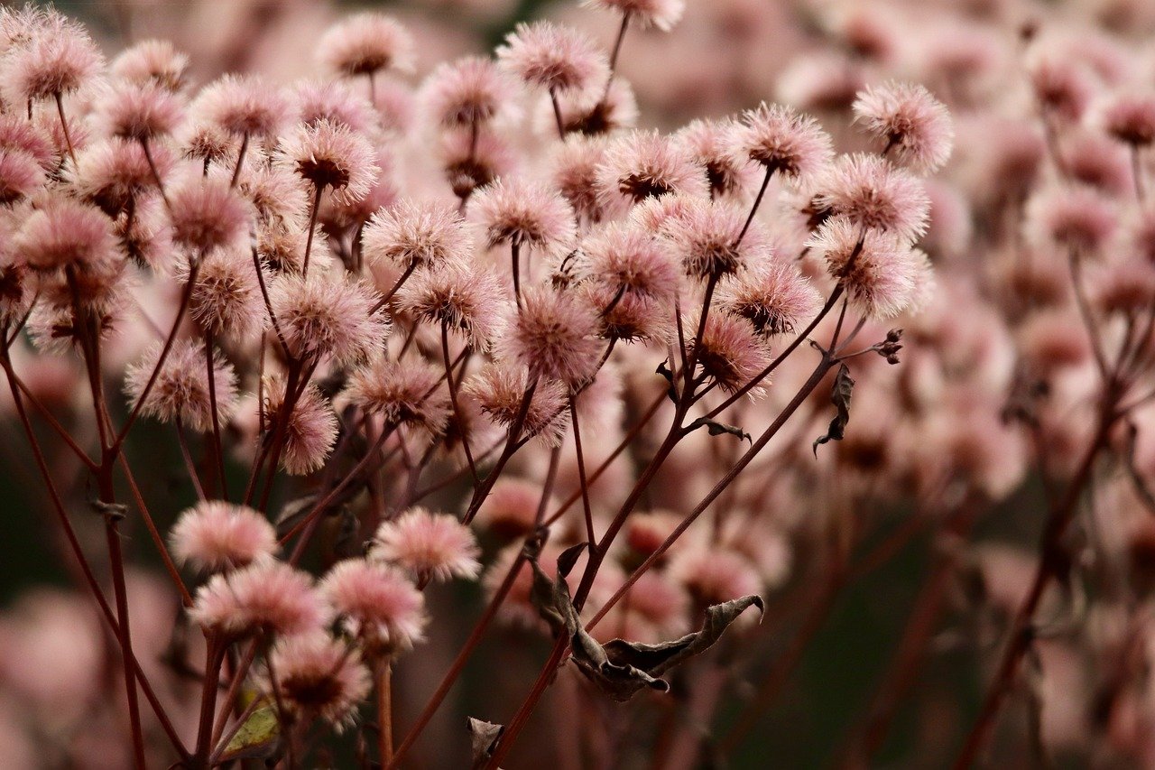 Mond梦都葡萄：微邦app详情下载教程