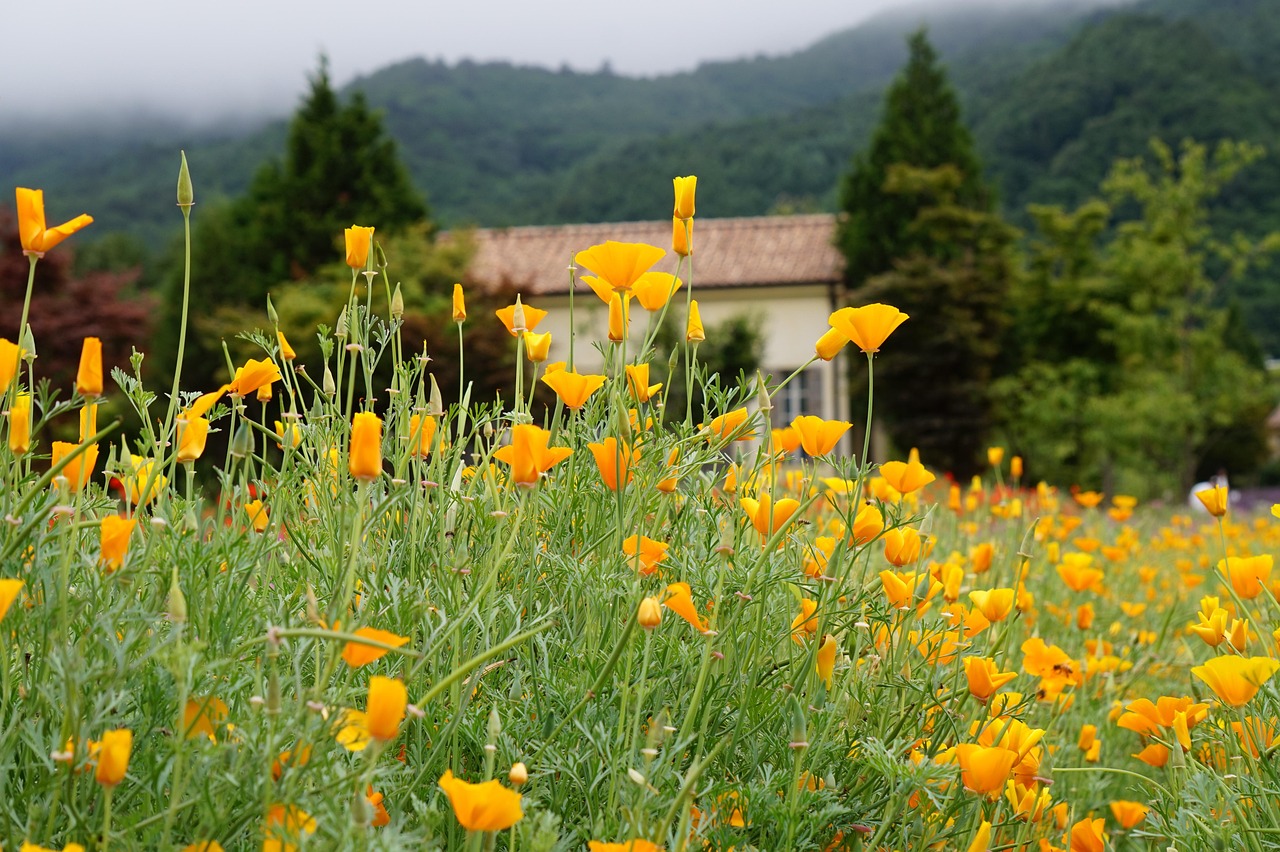 全民优打实名账号：实名账号和网络舆情监测